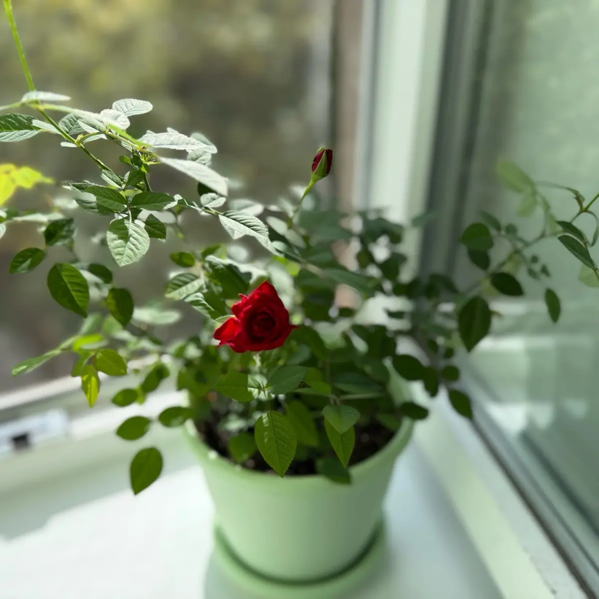 Котова Анастасия