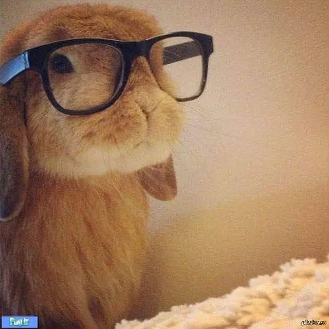 Дарья Пп | Сетка — социальная сеть от hh.ru