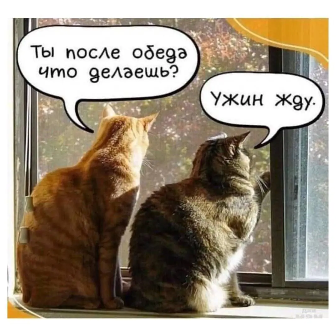 В одном из офисов 😂😂😂
#Юмор@poldner #Коты@poldner | Сетка — социальная сеть от hh.ru