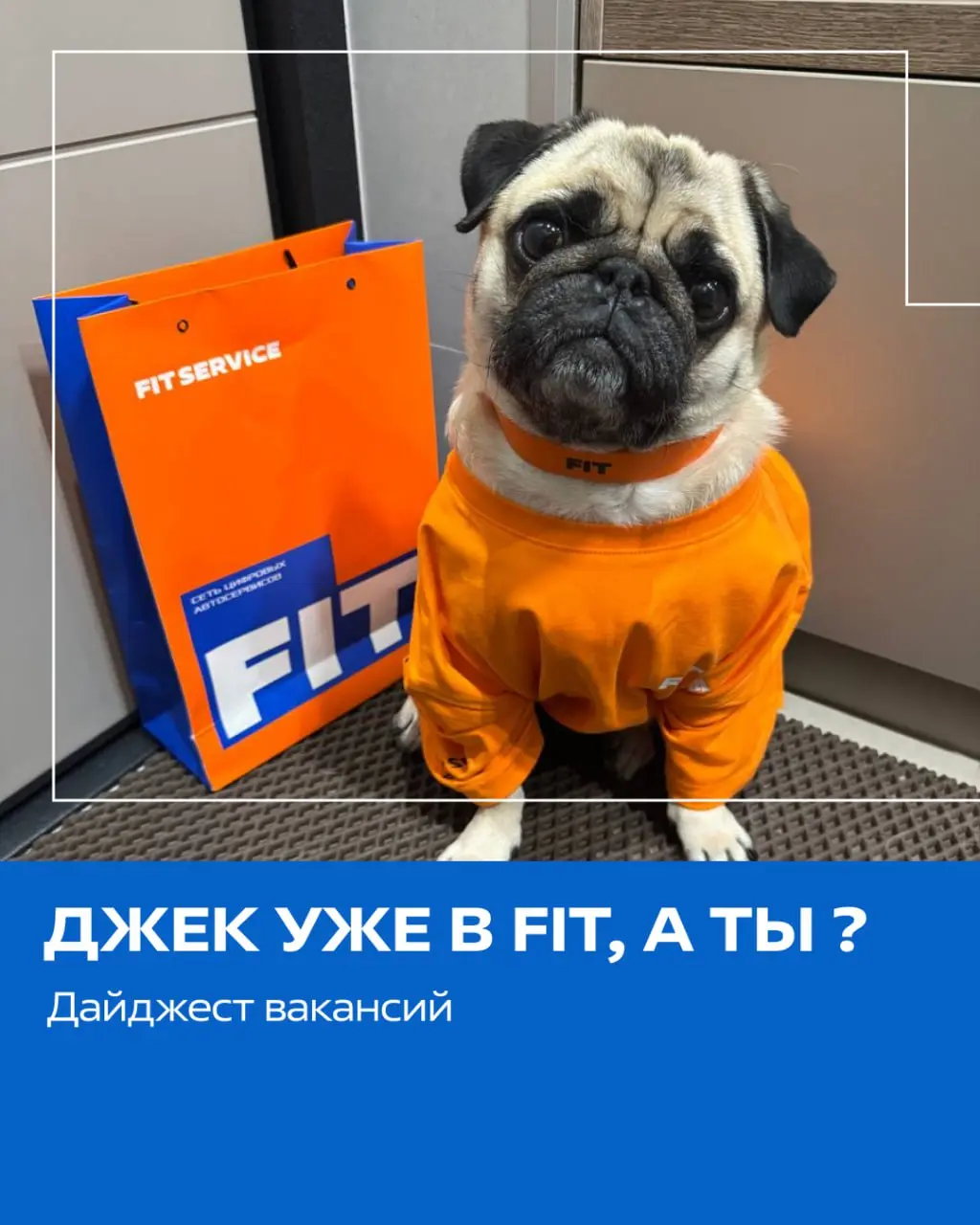 В FIT SERVICE так здорово, что даже собака нашего копирайтера в курсе всех вакансий! 🐶
Наш хвостатый напарник подобрал для вас самые интересные вакансии в г | Сетка — социальная сеть от hh.ru