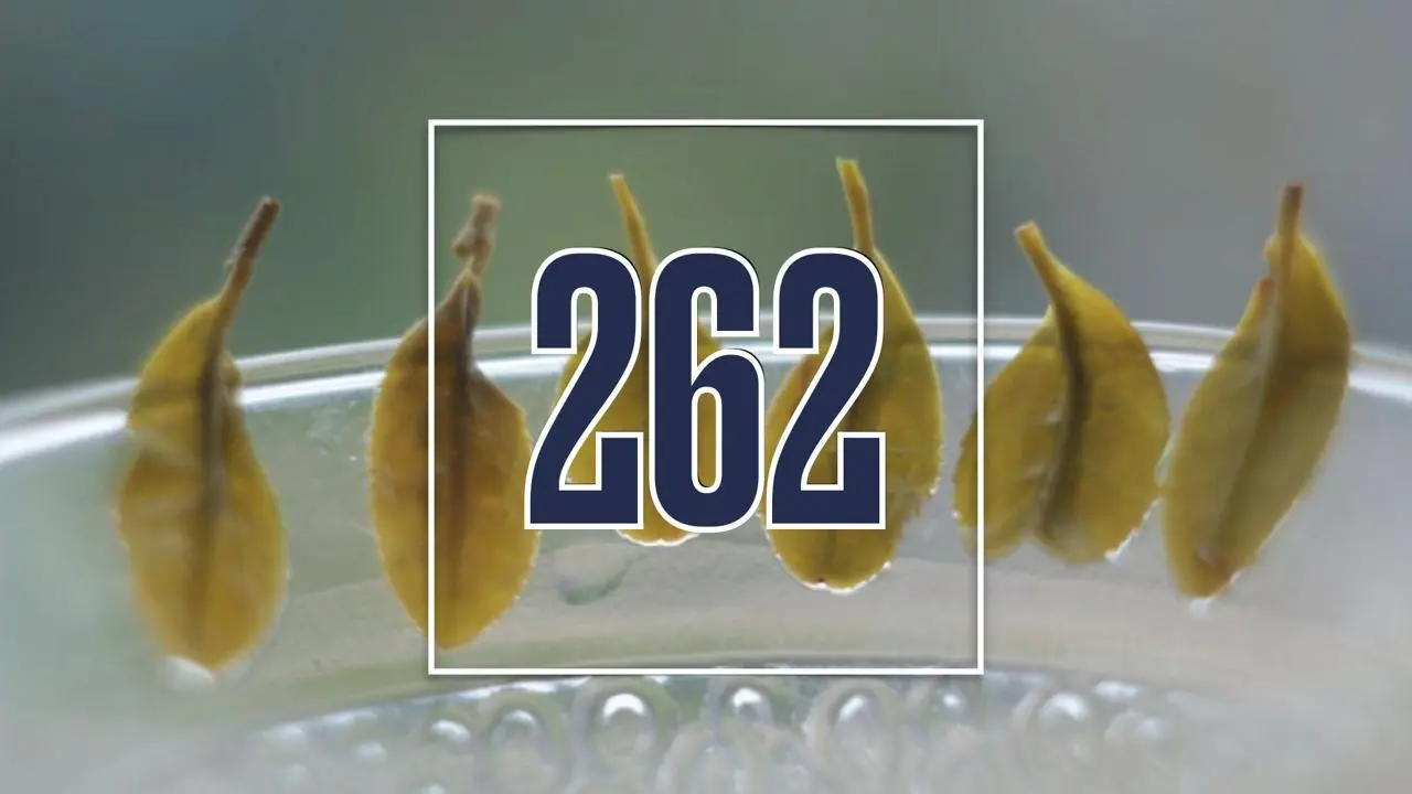 Подборка чайных новостей за минувшую неделю | Сетка — социальная сеть от hh.ru