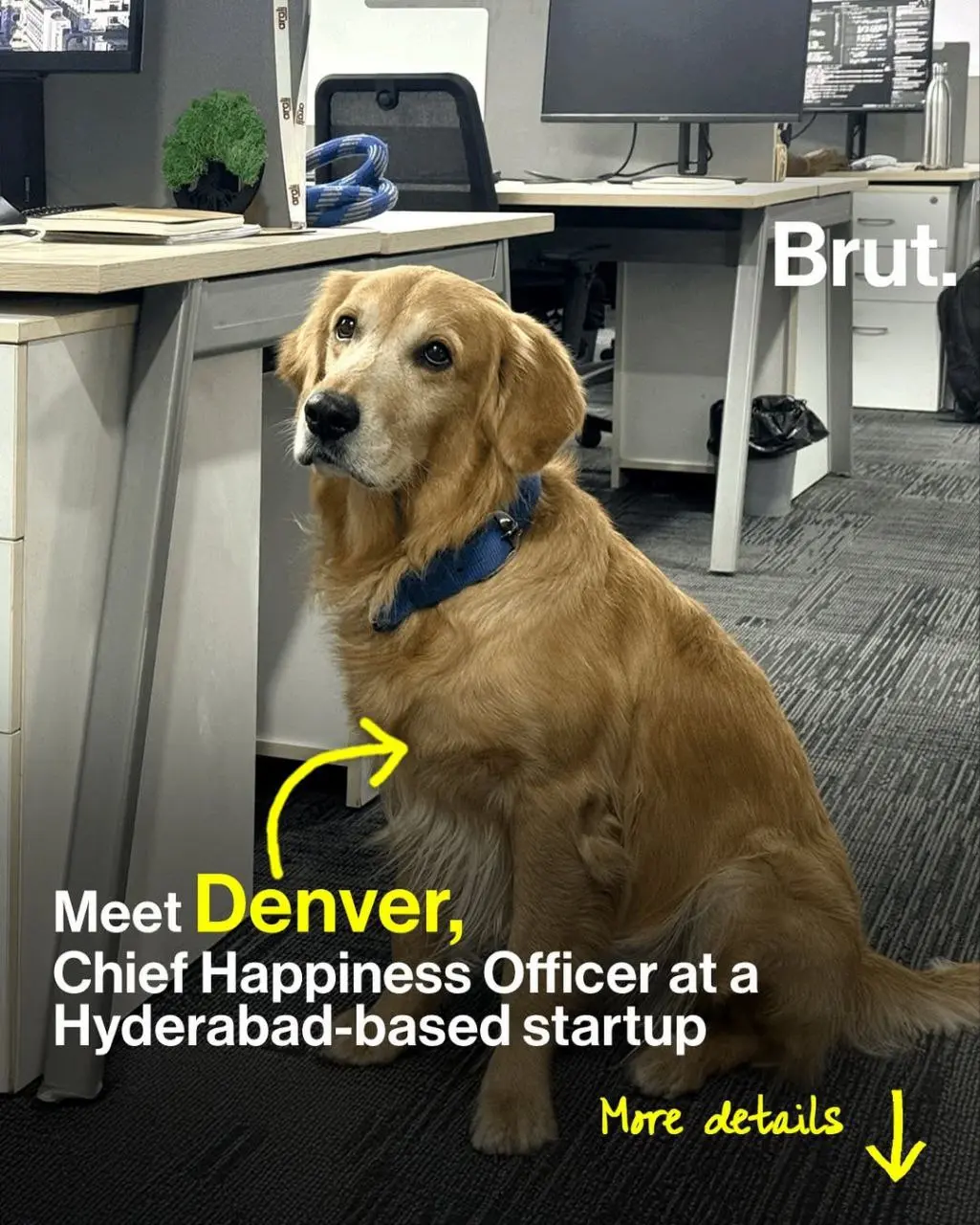 Индийский стартап Harvesting Robotics назначил золотистого ретривера 🐶 по кличке Денвер своим новым директором по счастью (Chief Happiness Officer) | Сетка — социальная сеть от hh.ru