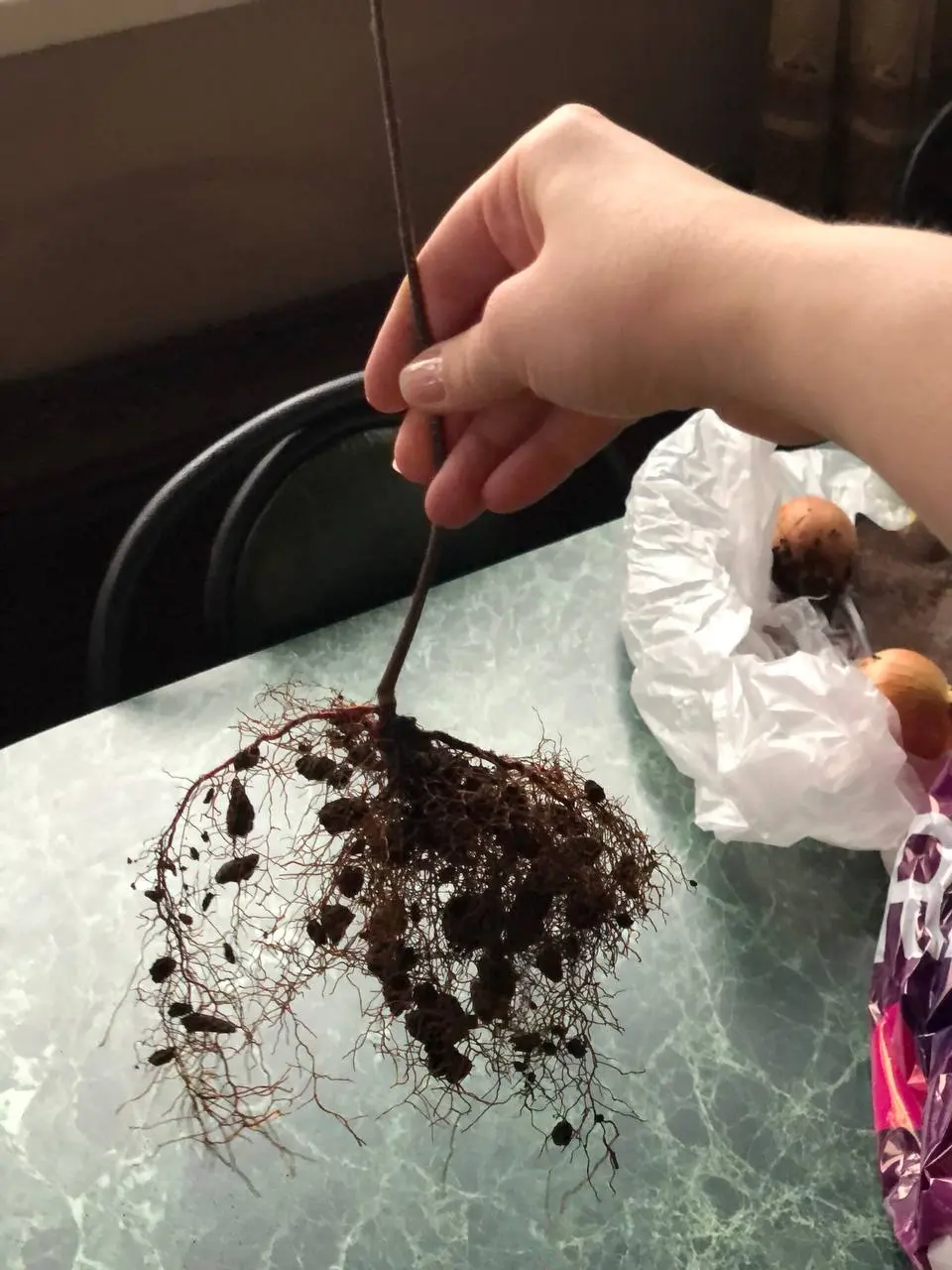 Товарищ пересажен🤣
🤗 до сих пор не понимаю кто такой. Надеюсь он это переживет. Пока соседи у него в виде лука. Теперь и для лука надо что-то думать🤭 | Сетка — социальная сеть от hh.ru