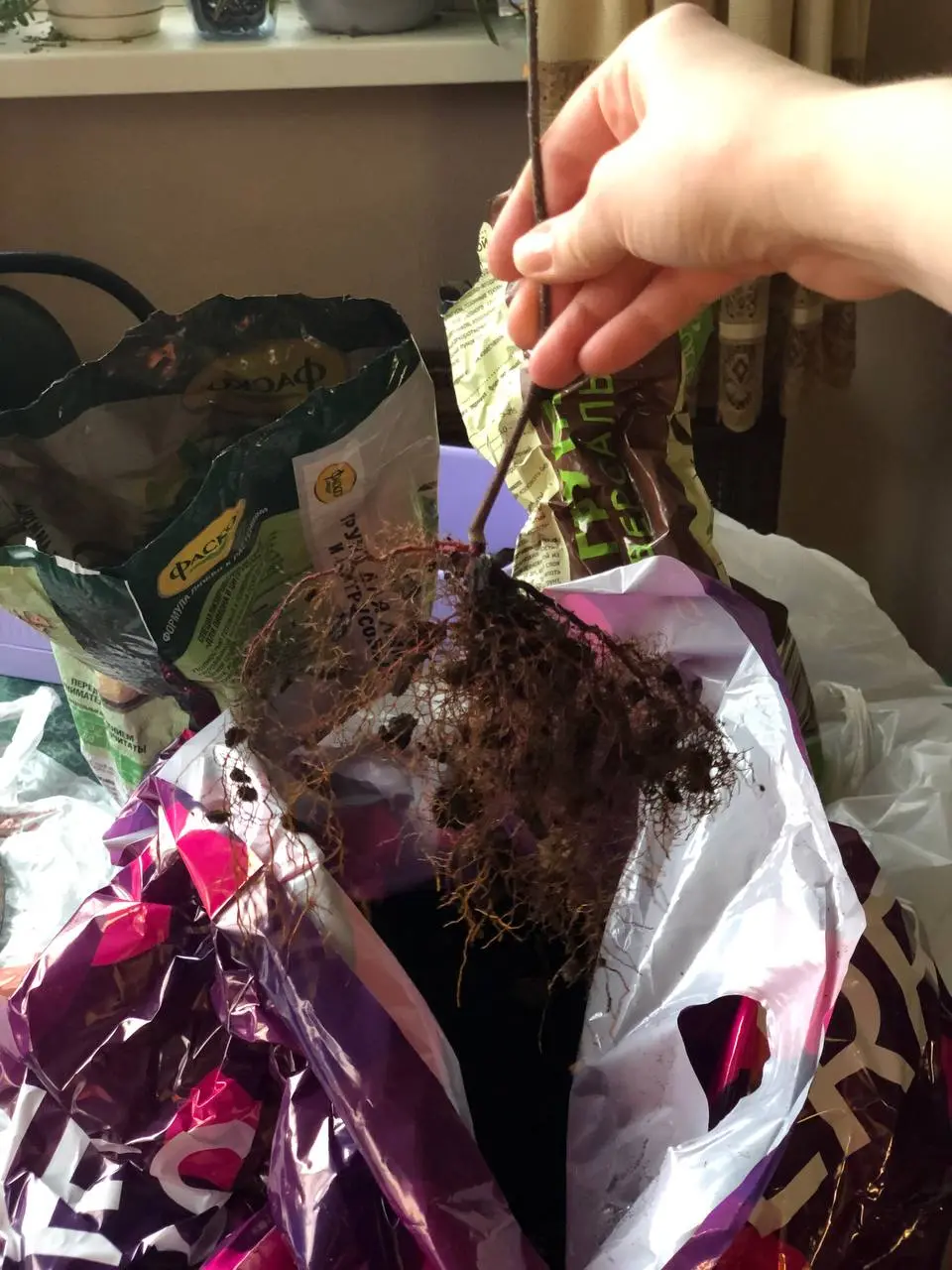 Товарищ пересажен🤣
🤗 до сих пор не понимаю кто такой. Надеюсь он это переживет. Пока соседи у него в виде лука. Теперь и для лука надо что-то думать🤭 | Сетка — социальная сеть от hh.ru