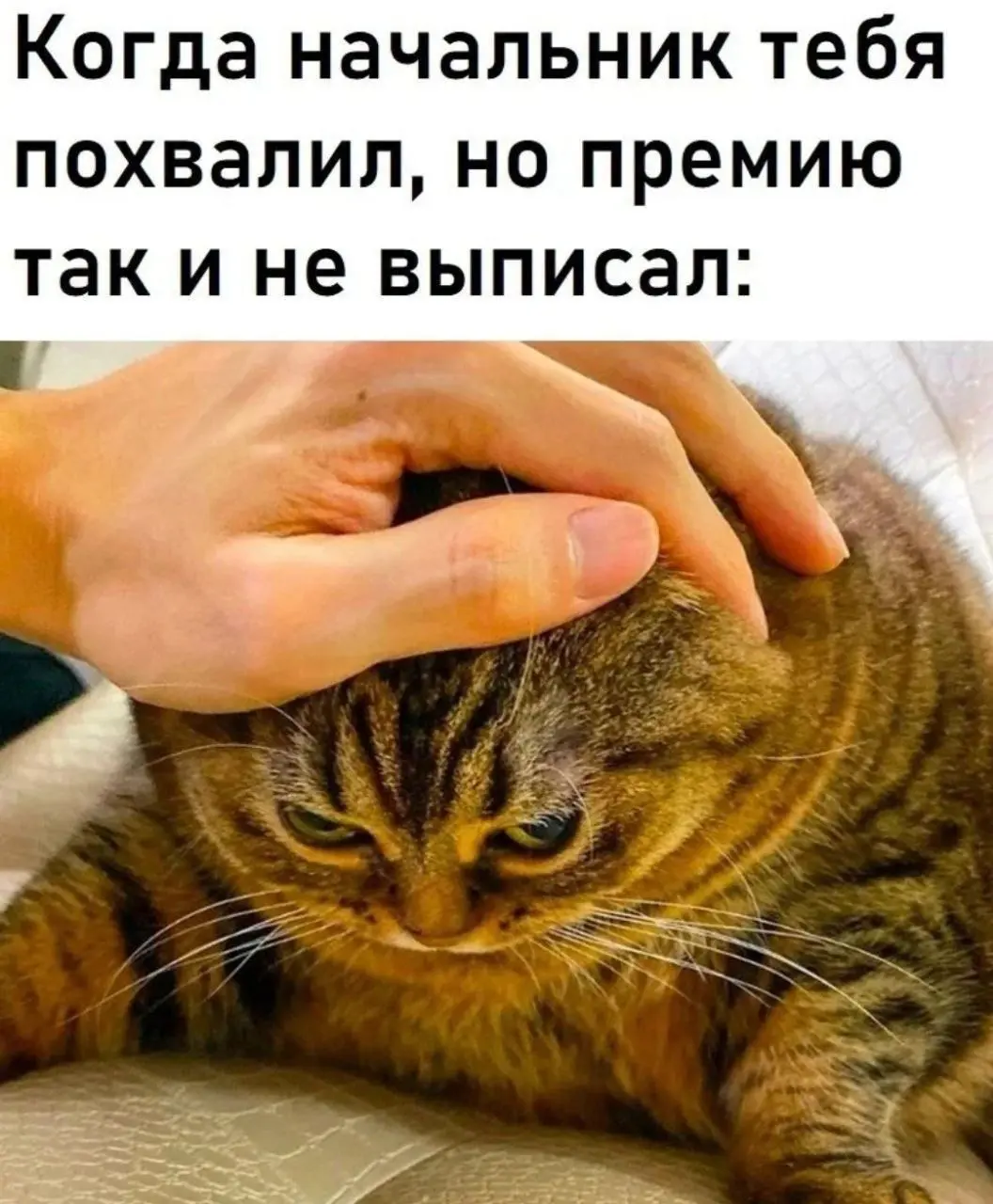 Вроде бы приятно, а вроде бы осадочек остался 😂😂
#Юмор@poldner #Коты@poldner | Сетка — социальная сеть от hh.ru
