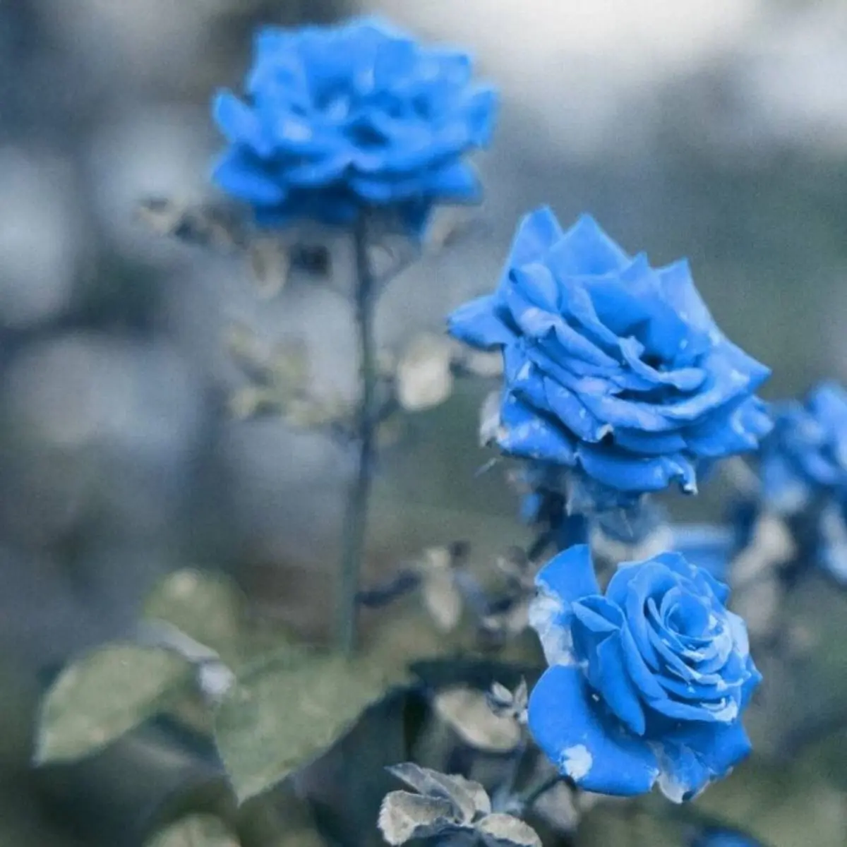 Кристина Лукьянова