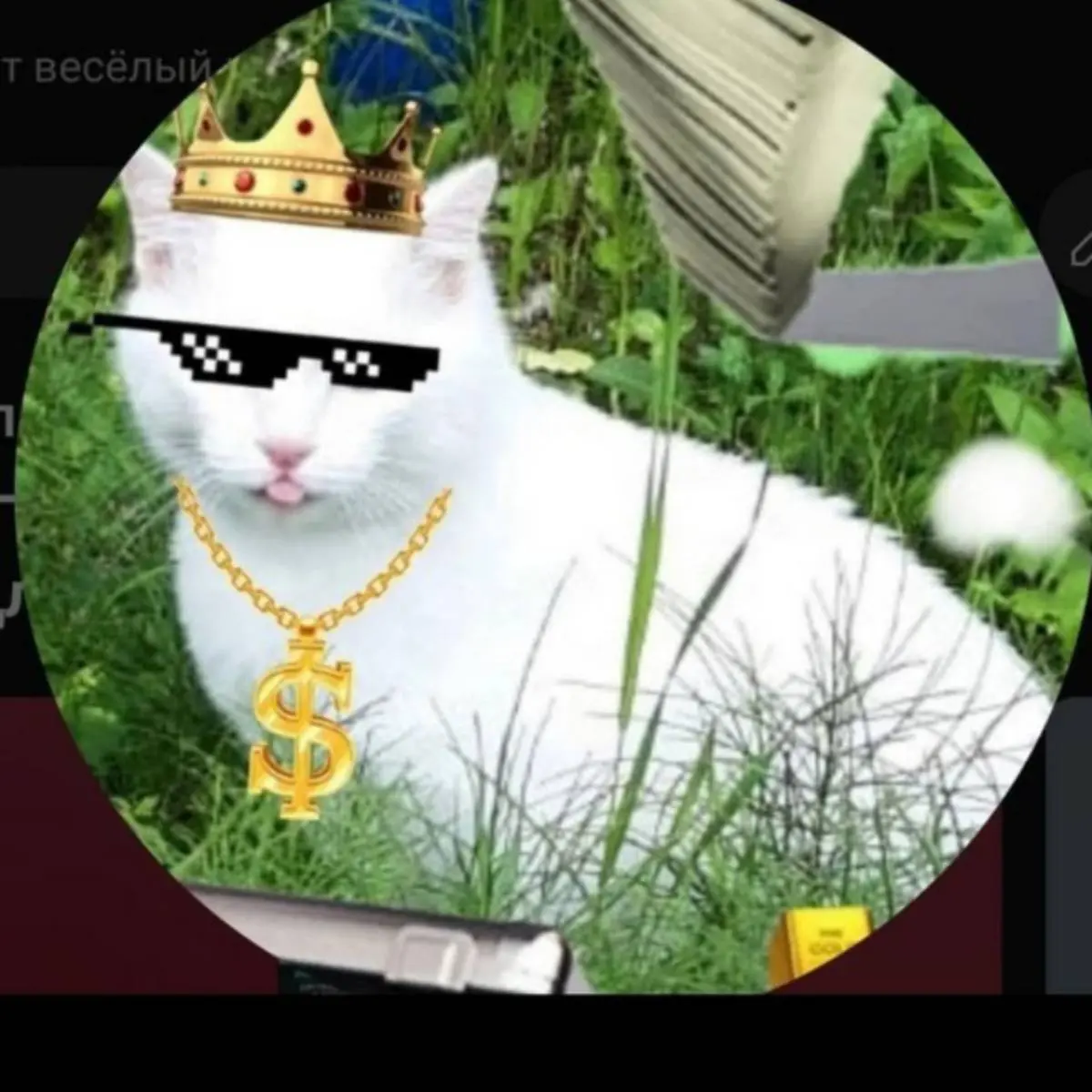 Раки Кот | Сетка — социальная сеть от hh.ru