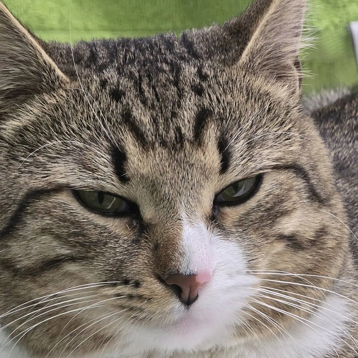 Егор Цветков