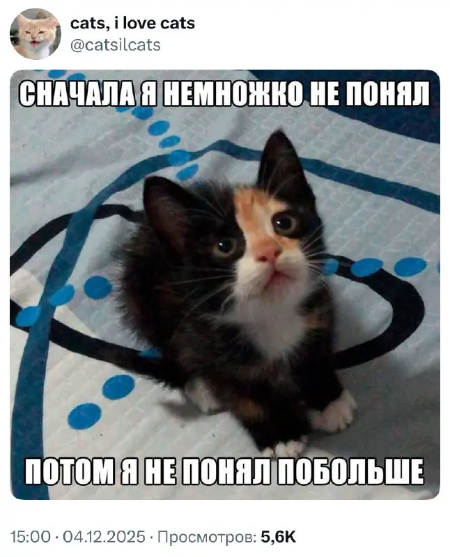 #cats #true | Сетка — социальная сеть от hh.ru