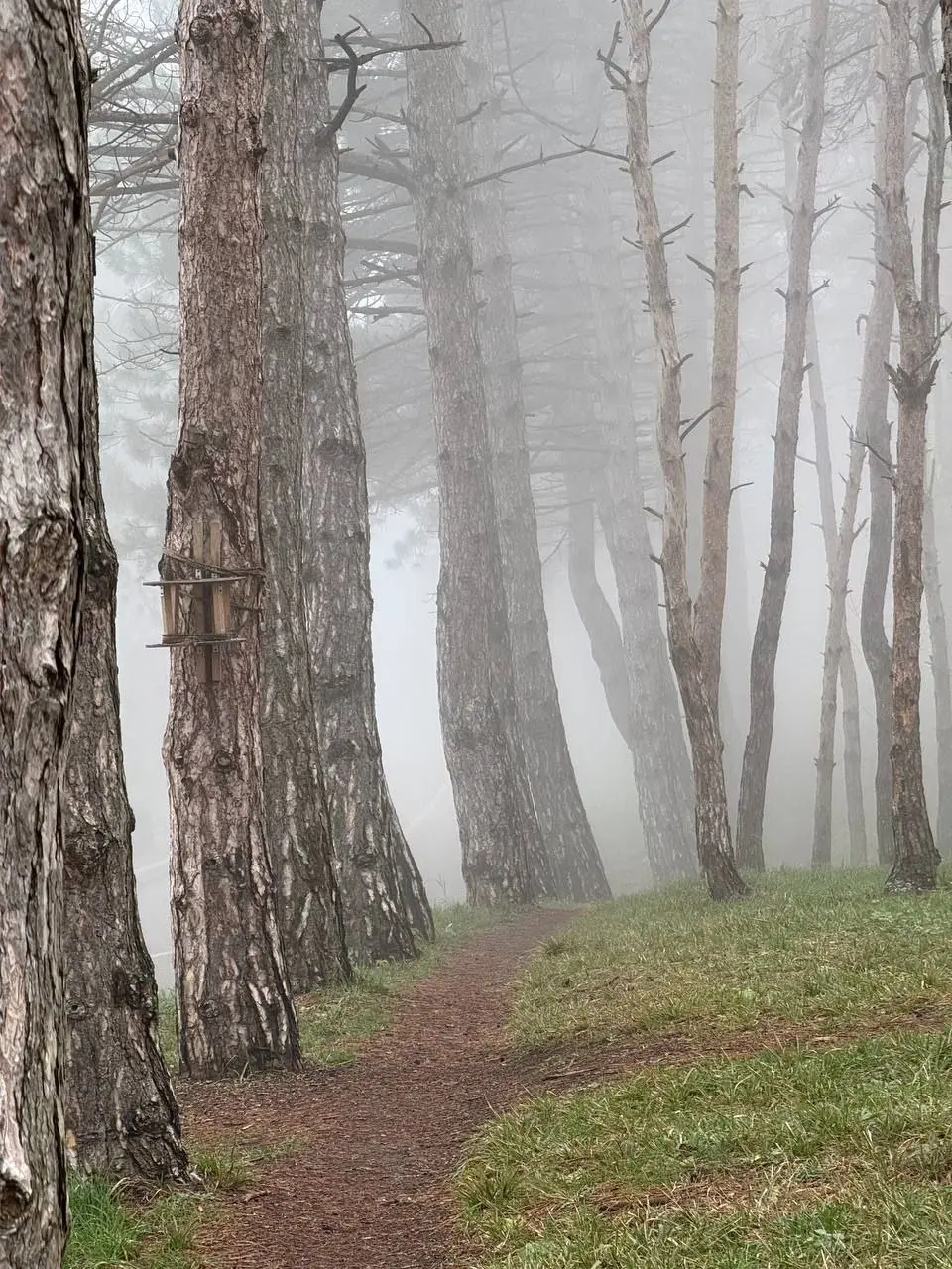 Сайлент Хилл по Пятигорски 😶‍🌫️
📸 Артём Мелетов | Сетка — социальная сеть от hh.ru