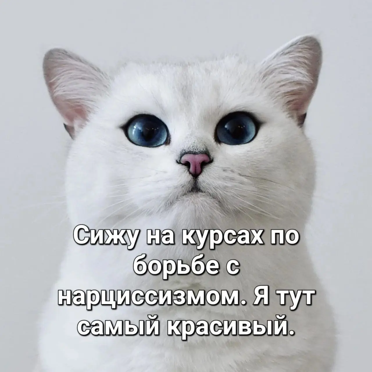 Самый самый 😂
#Юмор@poldner    #Коты@poldner | Сетка — социальная сеть от hh.ru