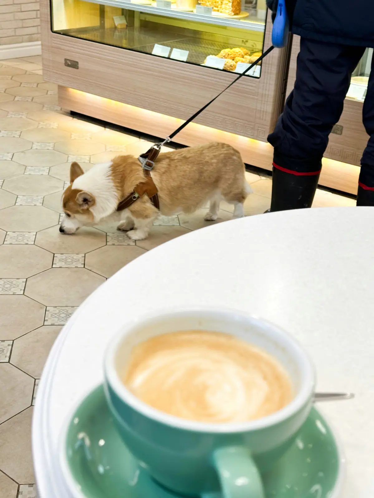 Не просто милая попа: учёные о феноменальной памяти корги! | Сетка — социальная сеть от hh.ru