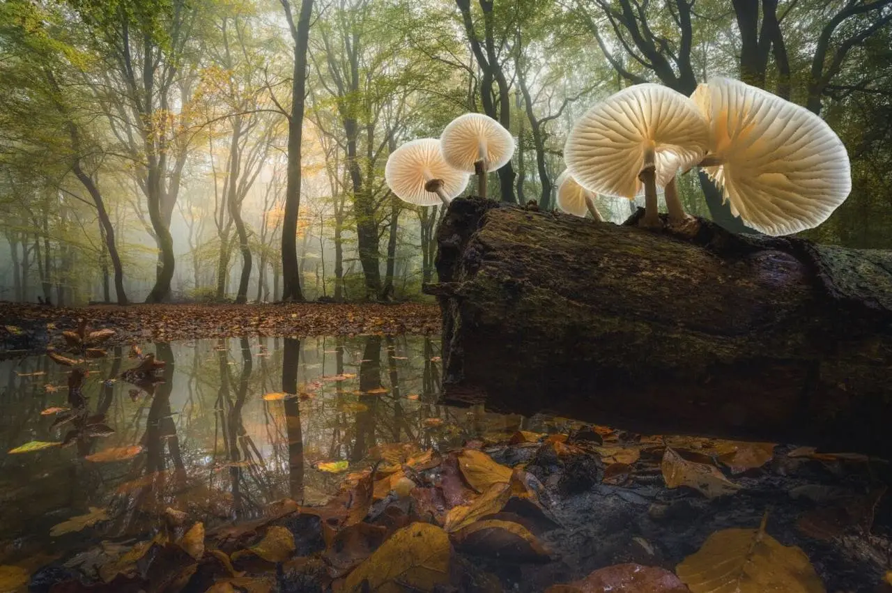 Подведены итоги конкурса International Landscape Photographer of the Year
Фотографы со всего мира подали на него более 3600 работ.
В этом году победителем стал американский фотограф Дж | Сетка — социальная сеть от hh.ru