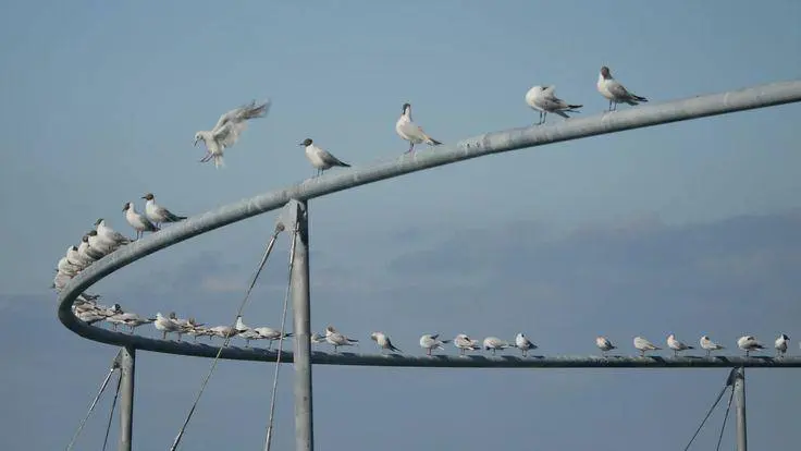 Le cercle des oiseaux — место для отдыха птиц на берегу Женевского озера в Швейцарии.
Здесь птицы могут сделать остановку, вдали от шумной дороги и городской набережной | Сетка — социальная сеть от hh.ru