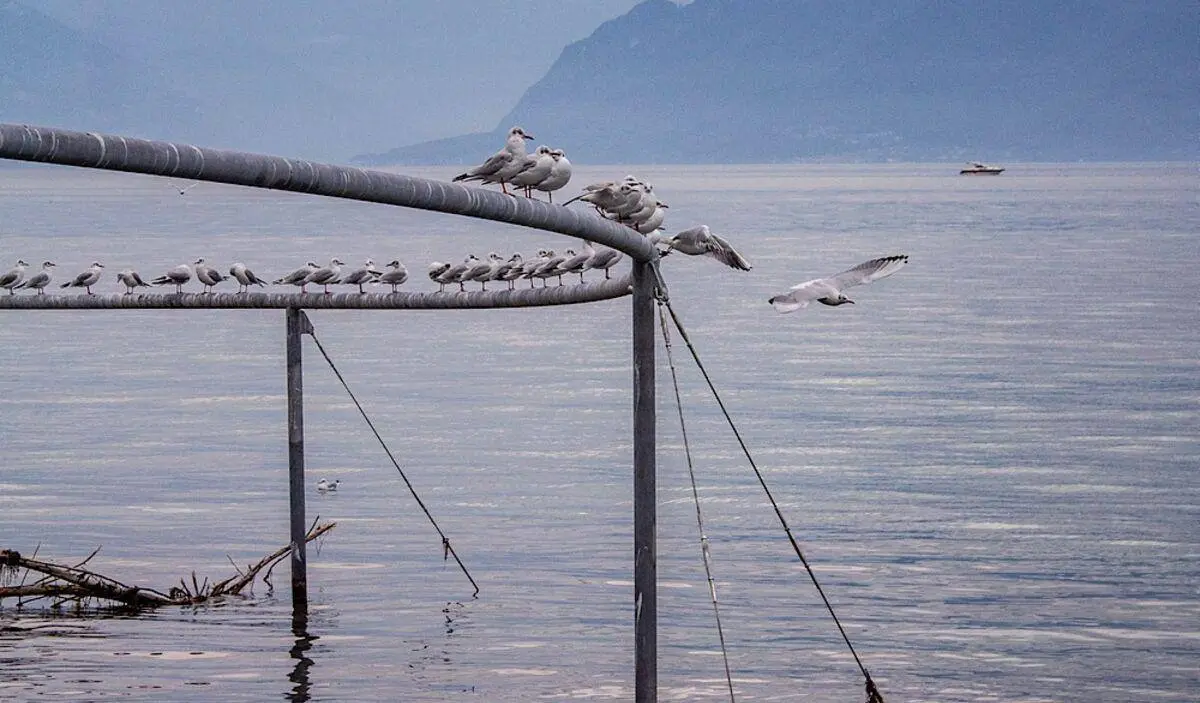 Le cercle des oiseaux — место для отдыха птиц на берегу Женевского озера в Швейцарии.
Здесь птицы могут сделать остановку, вдали от шумной дороги и городской набережной | Сетка — социальная сеть от hh.ru