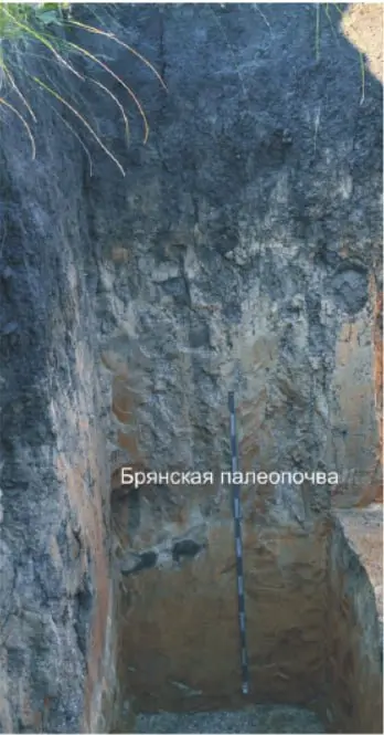 Брянская палео почва — это особый слой земли, который был открыт недалеко от города Брянска в середине XX века при изучении старых слоёв почвы и горных пород | Сетка — социальная сеть от hh.ru