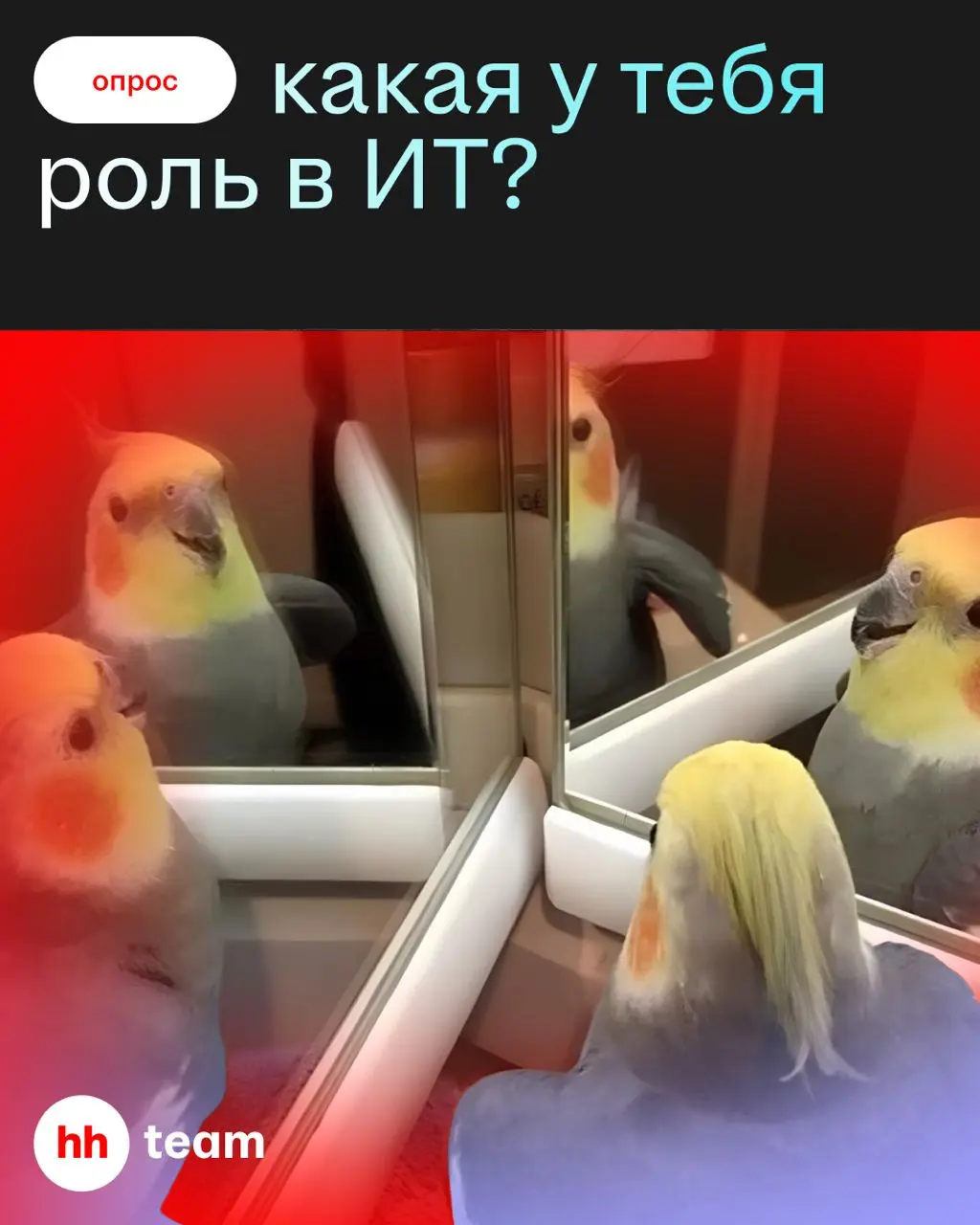 Давайте проверим гипотезу: в каждом ИТ-канале больше всего аналитиков 😎
Пишите в комментах — вдруг у нас всё иначе?  
#hhtalk | Сетка — социальная сеть от hh.ru