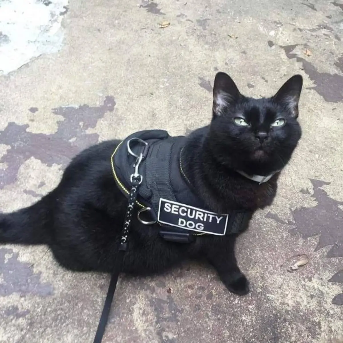 Артем Градов | Сетка — социальная сеть от hh.ru