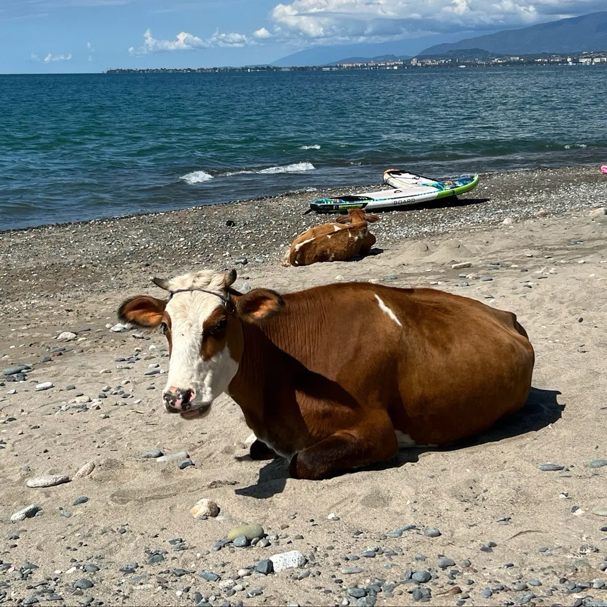 Виктория Феох | Сетка — социальная сеть от hh.ru