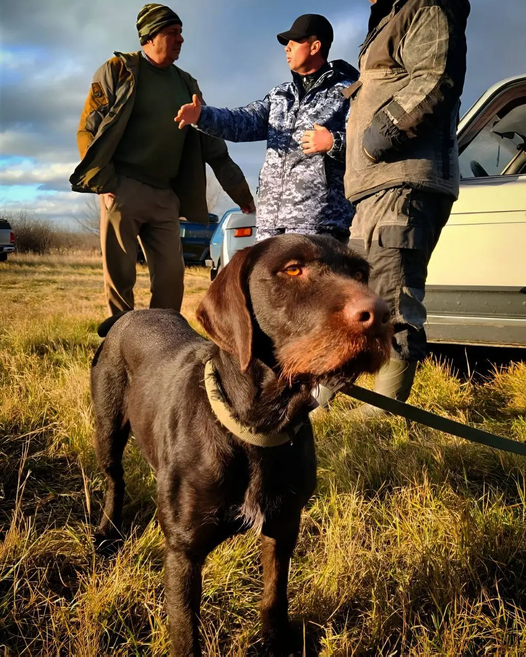 🐕 На Ставрополье прошли открытые межрайонные состязания легавых собак по боровой дичи
На поле вышли 16 собак из Ставропольского и Краснодарского края, а также КБР | Сетка — социальная сеть от hh.ru