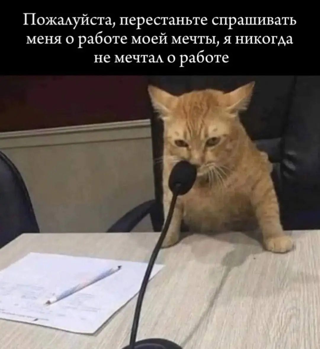 Горькая реальность 😂
#Юмор@poldner #Коты@poldner | Сетка — социальная сеть от hh.ru