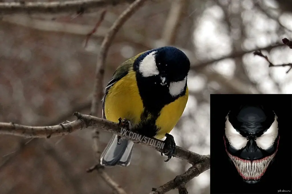 comment image