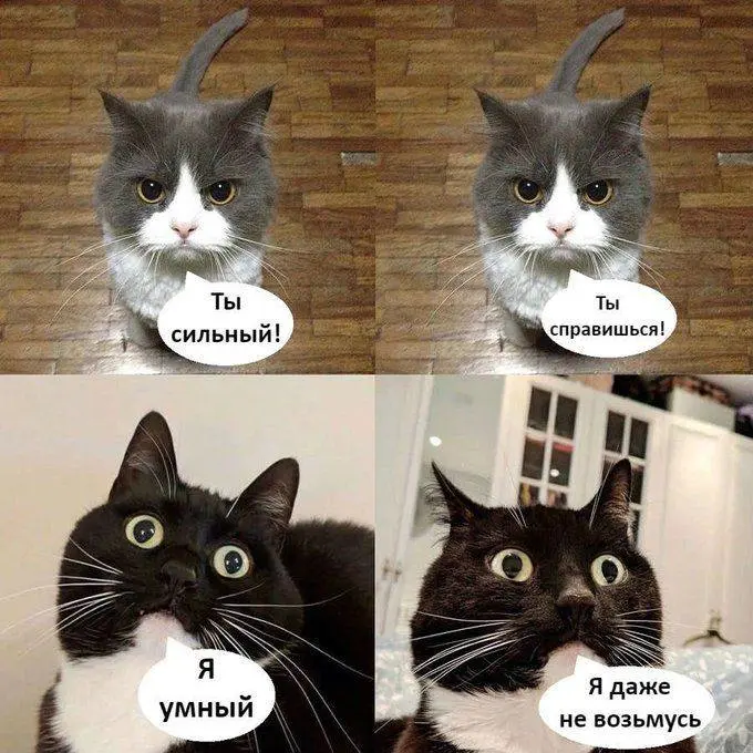 #life #work #cats | Сетка — социальная сеть от hh.ru