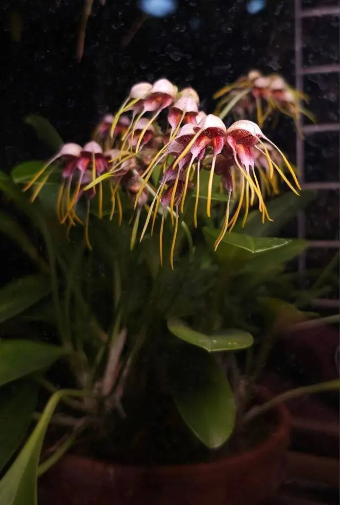 🌴Пальмовая оранжерея «Аптекарского огорода» будет закрыта для посещения для подготовки к Фестивалю орхидей
С 22 по 26 декабря
Фестиваль орхидей в Аптекарском огороде стартует 27 декабря и продлится до... | Сетка — социальная сеть от hh.ru