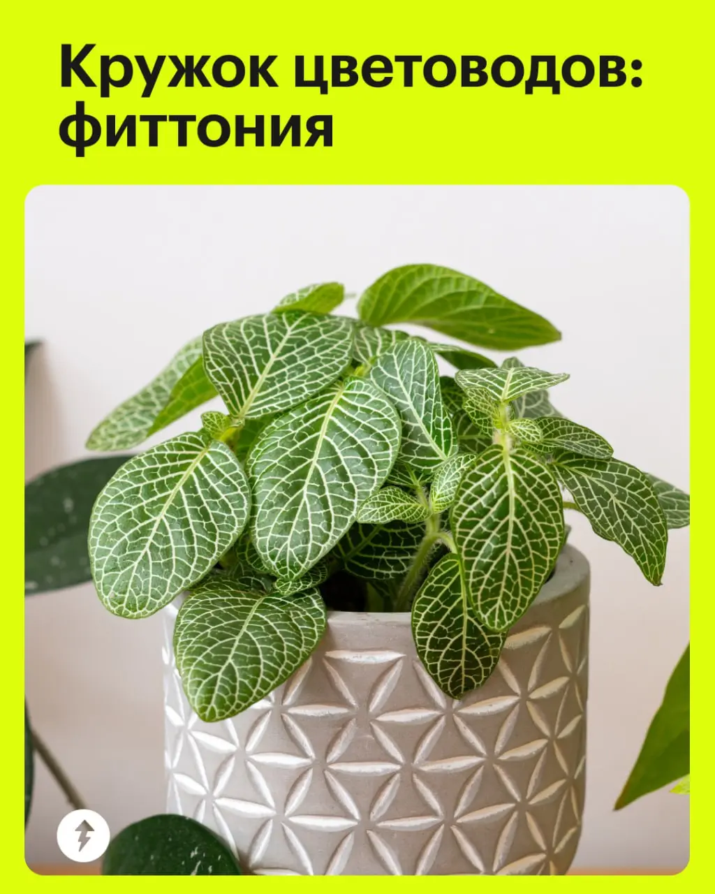 🪴В отсутствие лета заводим его дома в виде нового друга в горшке
Фиттония — цветок, который не побоится вашей обильной любви и влаги (но лучше его, конечно, не заливать)
«Как озеленить дом» и другие к... | Сетка — социальная сеть от hh.ru