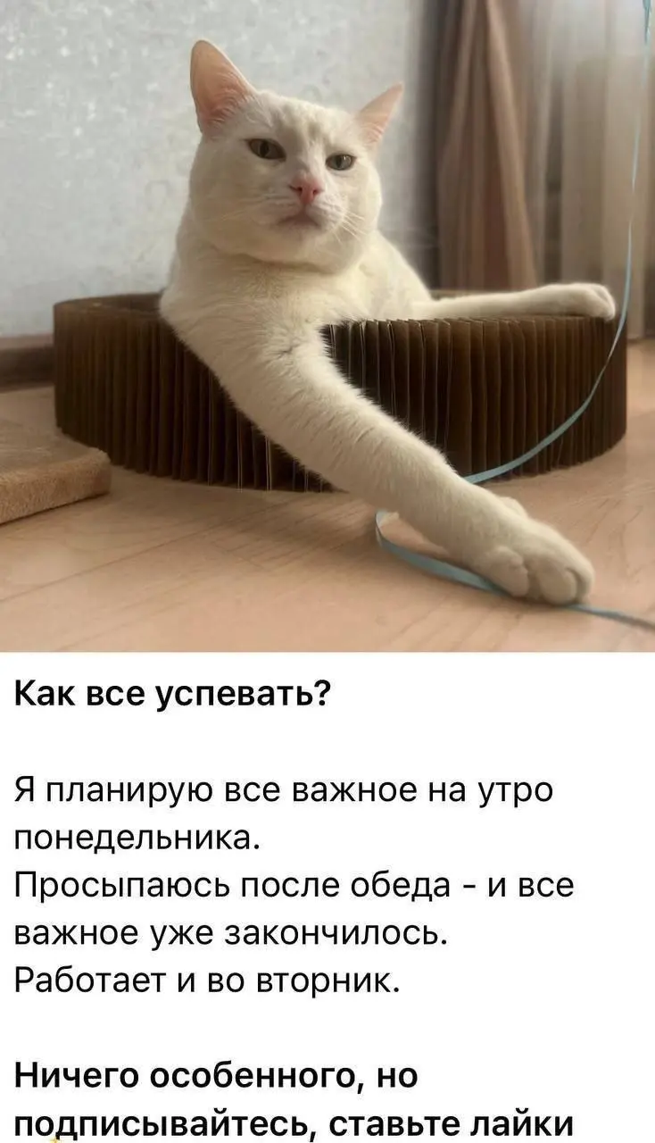 Сгоревшие дедлайны не вернуть 😂
#Юмор@poldner #Коты@poldner | Сетка — социальная сеть от hh.ru