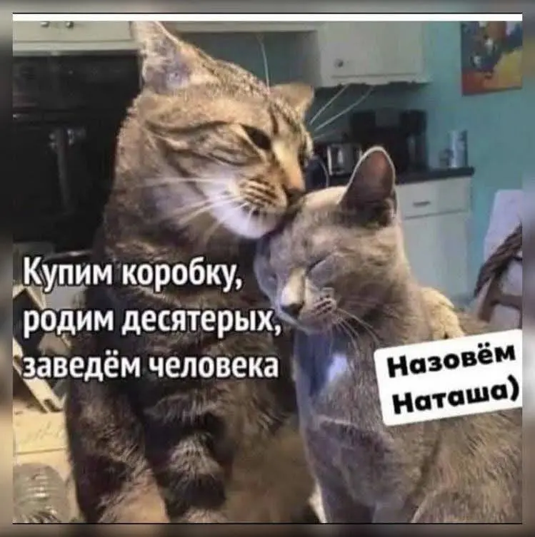 #cats | Сетка — социальная сеть от hh.ru