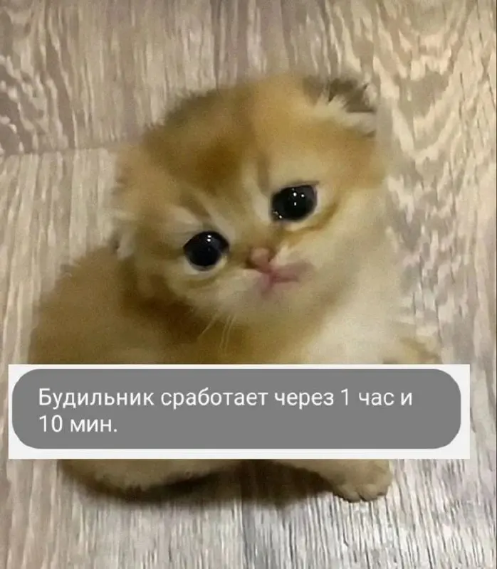 Никогда нельзя смотреть на его прогнозы.. | Сетка — социальная сеть от hh.ru