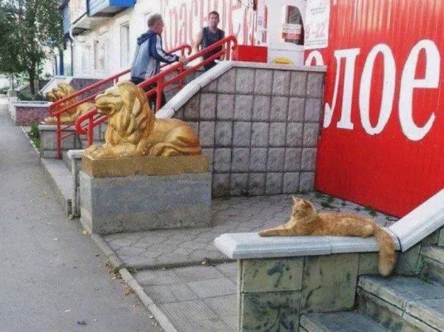 Котик берет пример со старших товарищей. | Сетка — социальная сеть от hh.ru