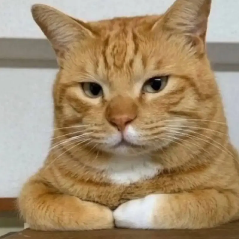 День, когда для душевного равновесия требуется какао | Сетка — социальная сеть от hh.ru