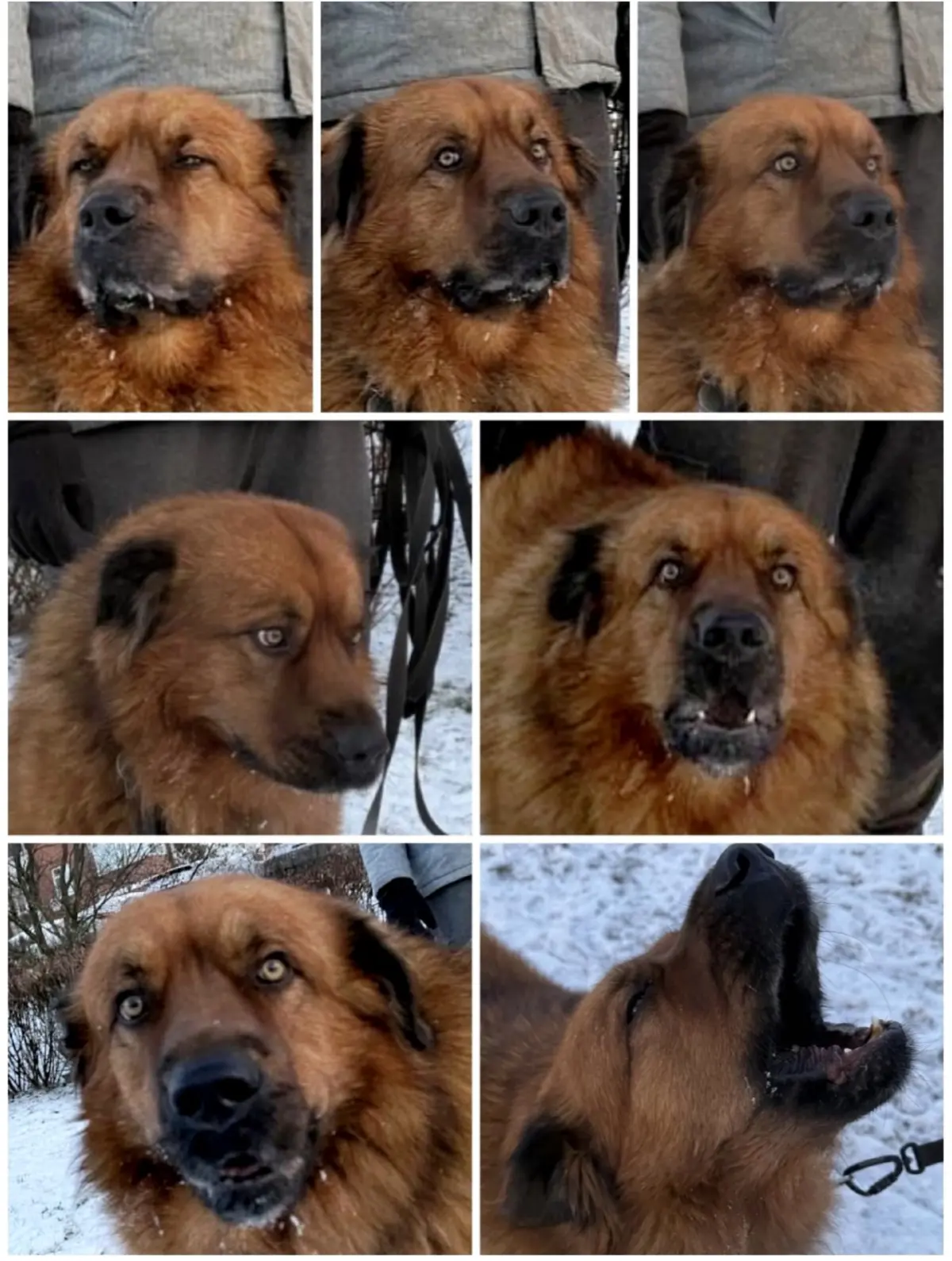 Собачья мимика | Сетка — социальная сеть от hh.ru