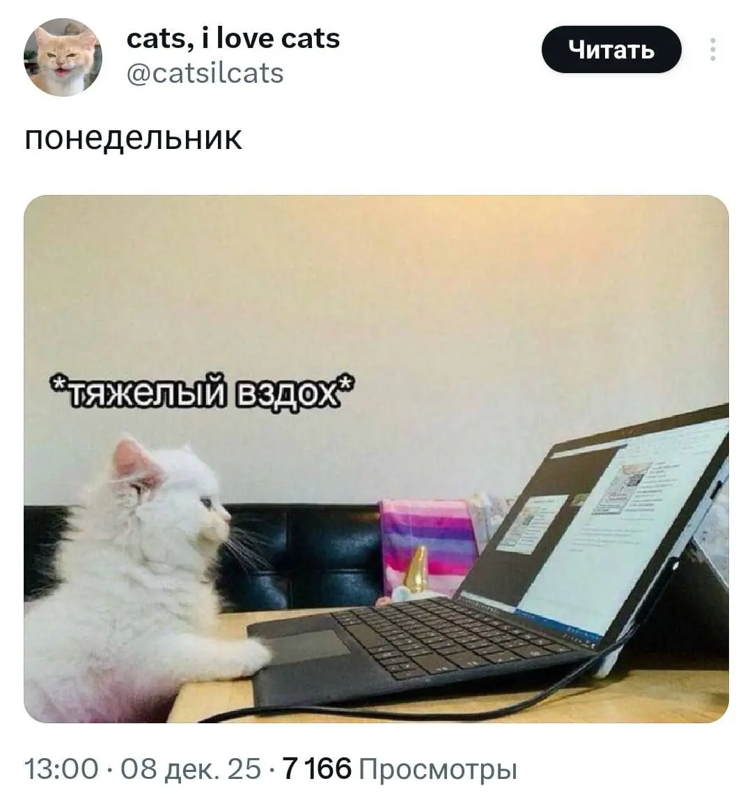 #cats #morning | Сетка — социальная сеть от hh.ru