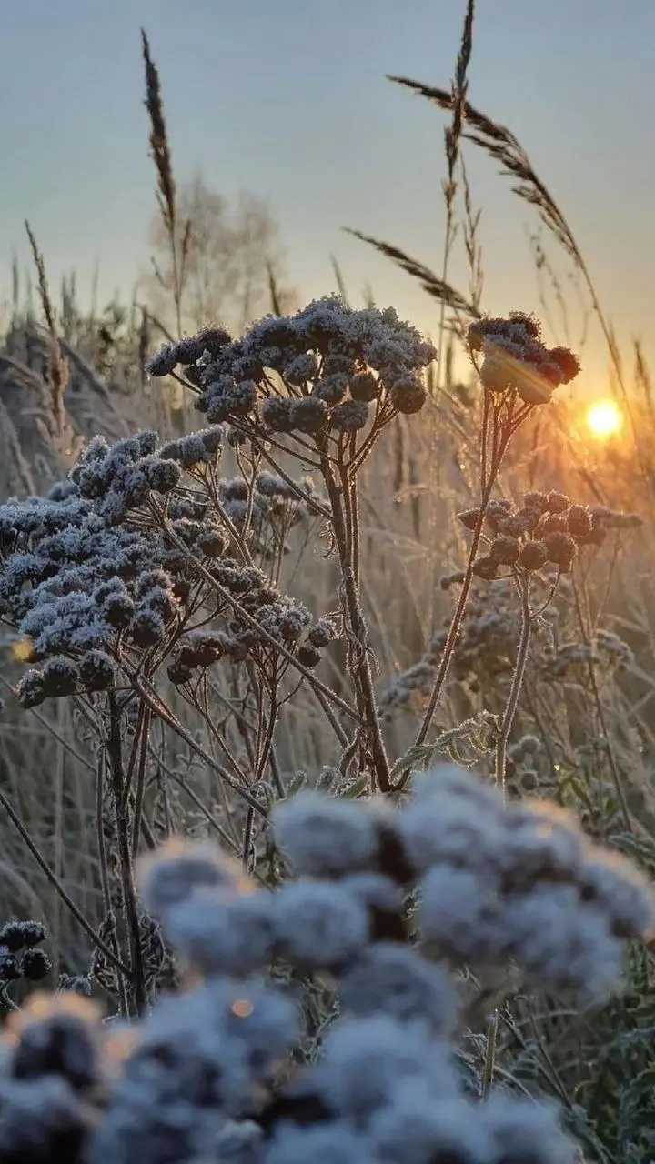 Эстетика зимы Богемное утро😍
#богемнаяпсихология #МетодБаби #свобода | Сетка — социальная сеть от hh.ru
