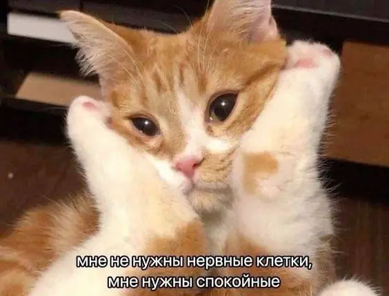 Гоустинг — наше всё
Если кандидат исчез, не всегда это про тебя. Иногда:
• оффер уже в другой компании;
• просто не решился отказать;
• банально забыл.
Совет: относись к этому спокойно. | Сетка — социальная сеть от hh.ru