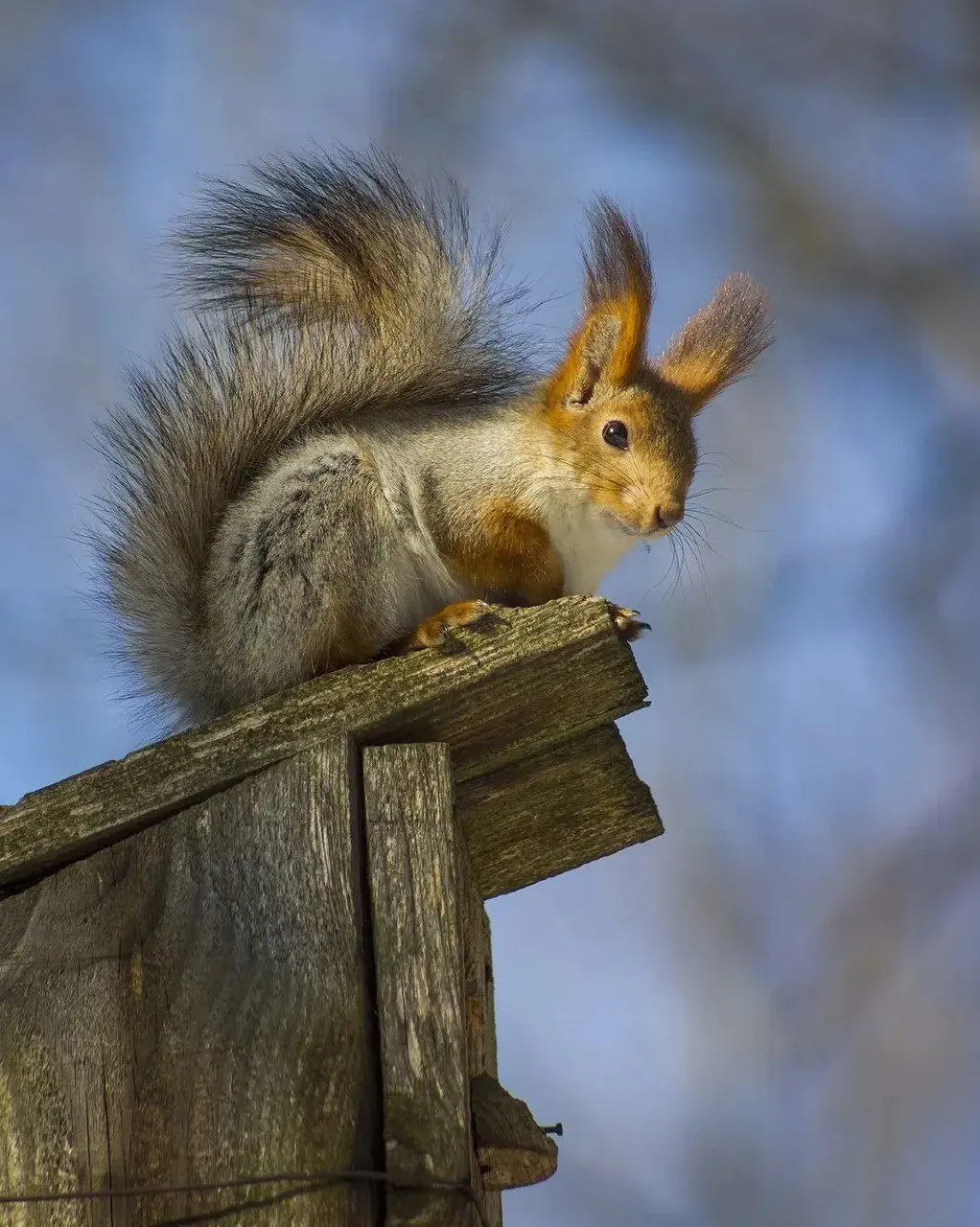 🐿На Ставрополье участились укусы белок
В Роспотребнадзоре предупреждают, что такие случаи повышают риск заражения инфекциями, прежде всего бешенством | Сетка — социальная сеть от hh.ru