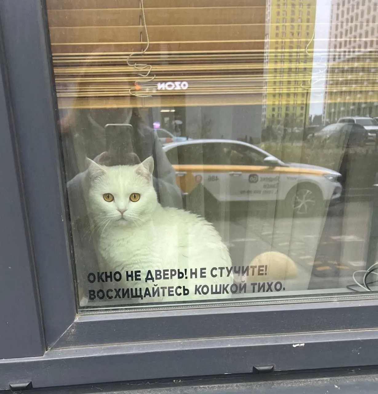 "Котик не выйдет сегодня" 😂
От любимого клиента Елены ❤️
#Юмор@poldner #Коты@poldner | Сетка — социальная сеть от hh.ru