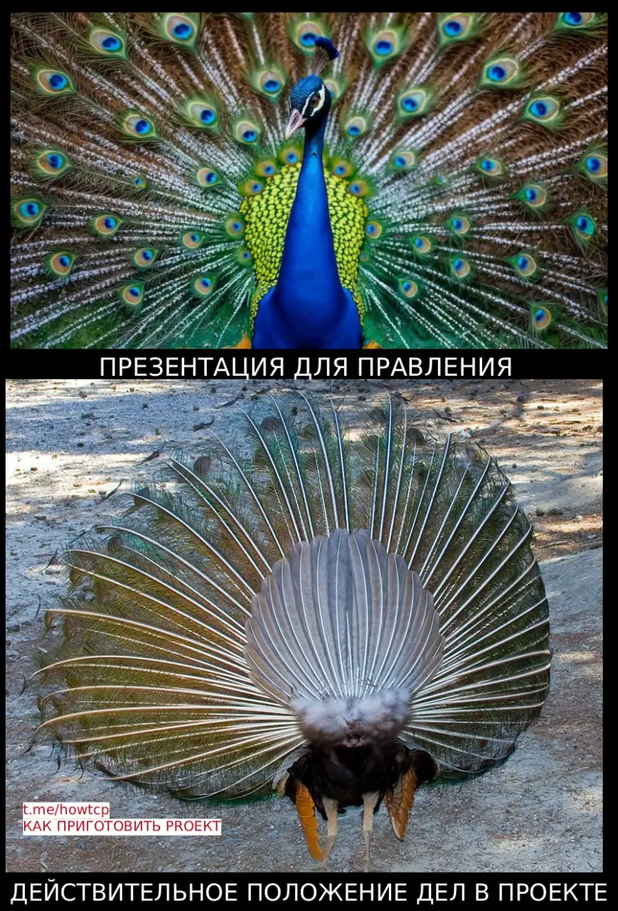 🦚 Павлин и показуха: почему самый яркий хвост — это часто признак уязвимости
Они требуют от команды красивых презентаций, глянцевых отчётов и дашбордов, от которых слепнут глаза?
«Надо показывать резу... | Сетка — социальная сеть от hh.ru