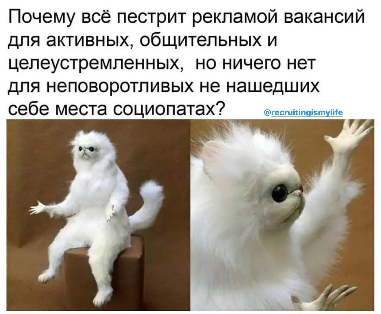 Сегодня мем дня — такой! Очень мне не хватает таких вакансий, с такими требованиями :) | Сетка — социальная сеть от hh.ru