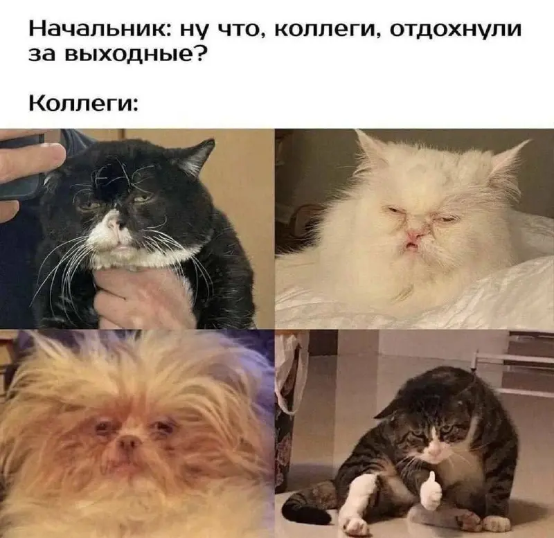 Коллеги, норма по отдыху должна быть выполнена к понедельнику. В начале недели предоставьте отчет по количеству нервных клеток и индексу счастья. Скоро Новый год, дедлайны горят. | Сетка — социальная сеть от hh.ru