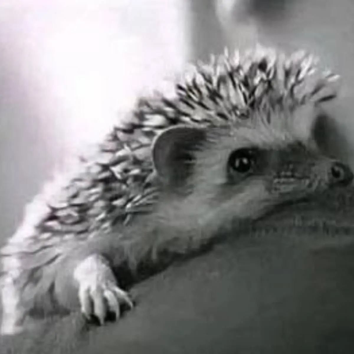 Ольга Трошина | Сетка — социальная сеть от hh.ru