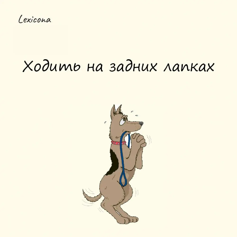 Ходить на задних лапках
Это выражение характеризует некоторых угодливых людей, которые ради собственной выгоды готовы плясать под чужую дудку | Сетка — социальная сеть от hh.ru