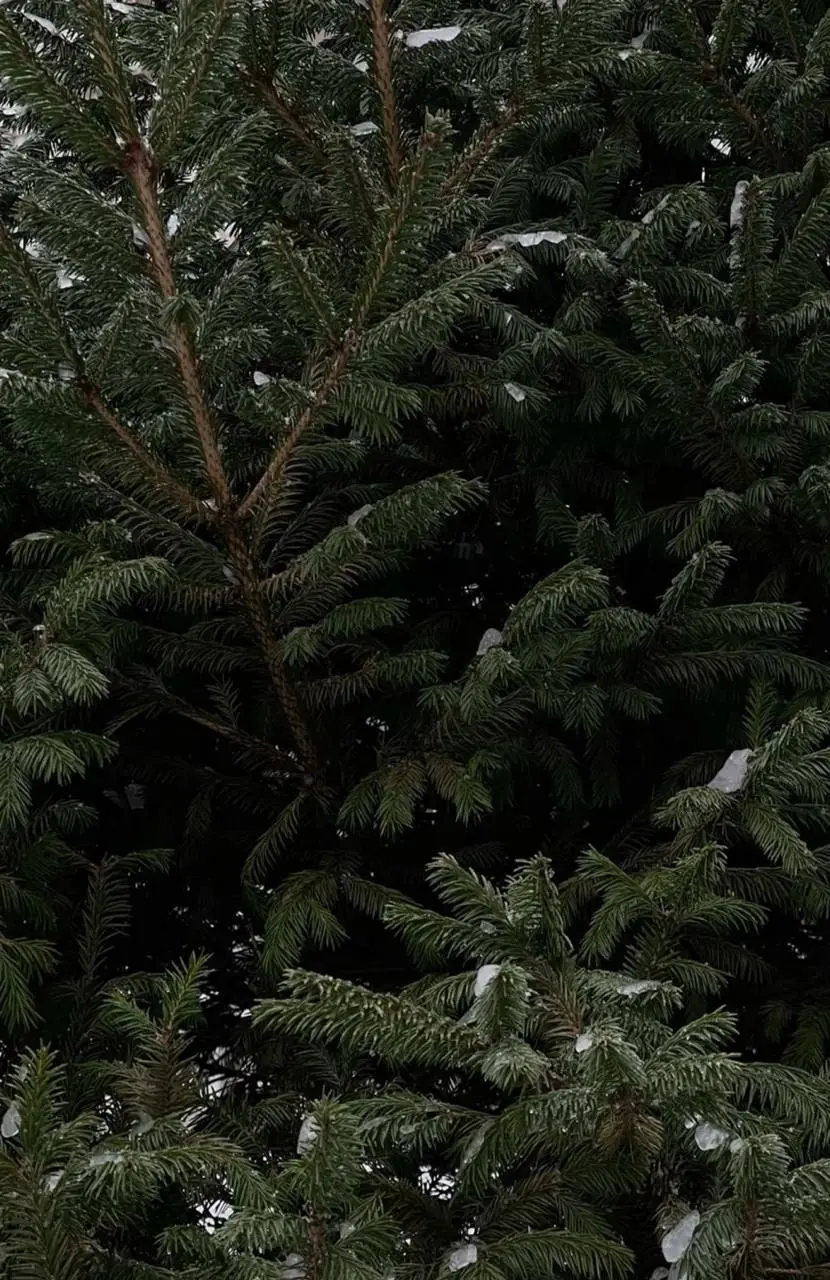 🌲Более 250 елочных базаров открылось в Москве
Работать они будут до 31 декабря
Подробнее
📲Подпишитесь на Вдвижении
#активныйотдых
В этом посте были ссылки, но мы их удалили по правилам Сетки | Сетка — социальная сеть от hh.ru