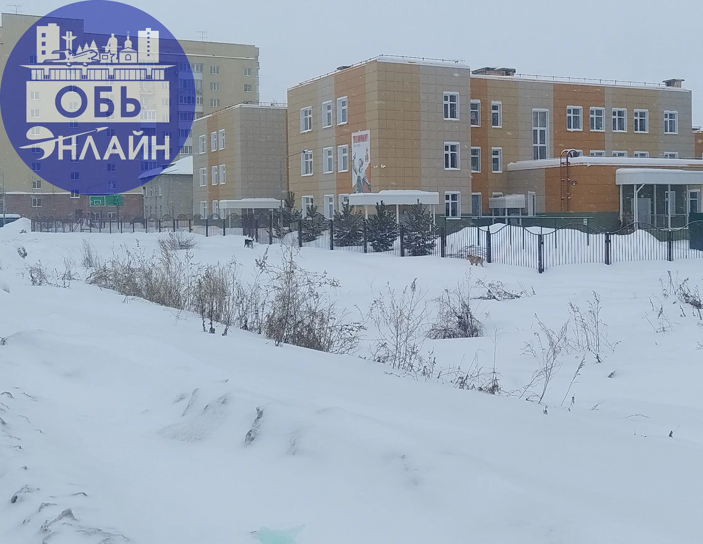 ↗ По Геодезии бегают собаки, которые кидаются на маленьких собак | Сетка — социальная сеть от hh.ru