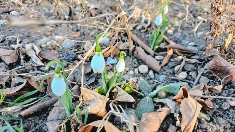 🌱 В Ставропольском крае подснежники решили встретить Новый год
В Предгорном округе у реки Юца, цветы, которые обычно символизируют конец зимы, распустились в разгар декабря — на два месяца раньше прив... | Сетка — социальная сеть от hh.ru