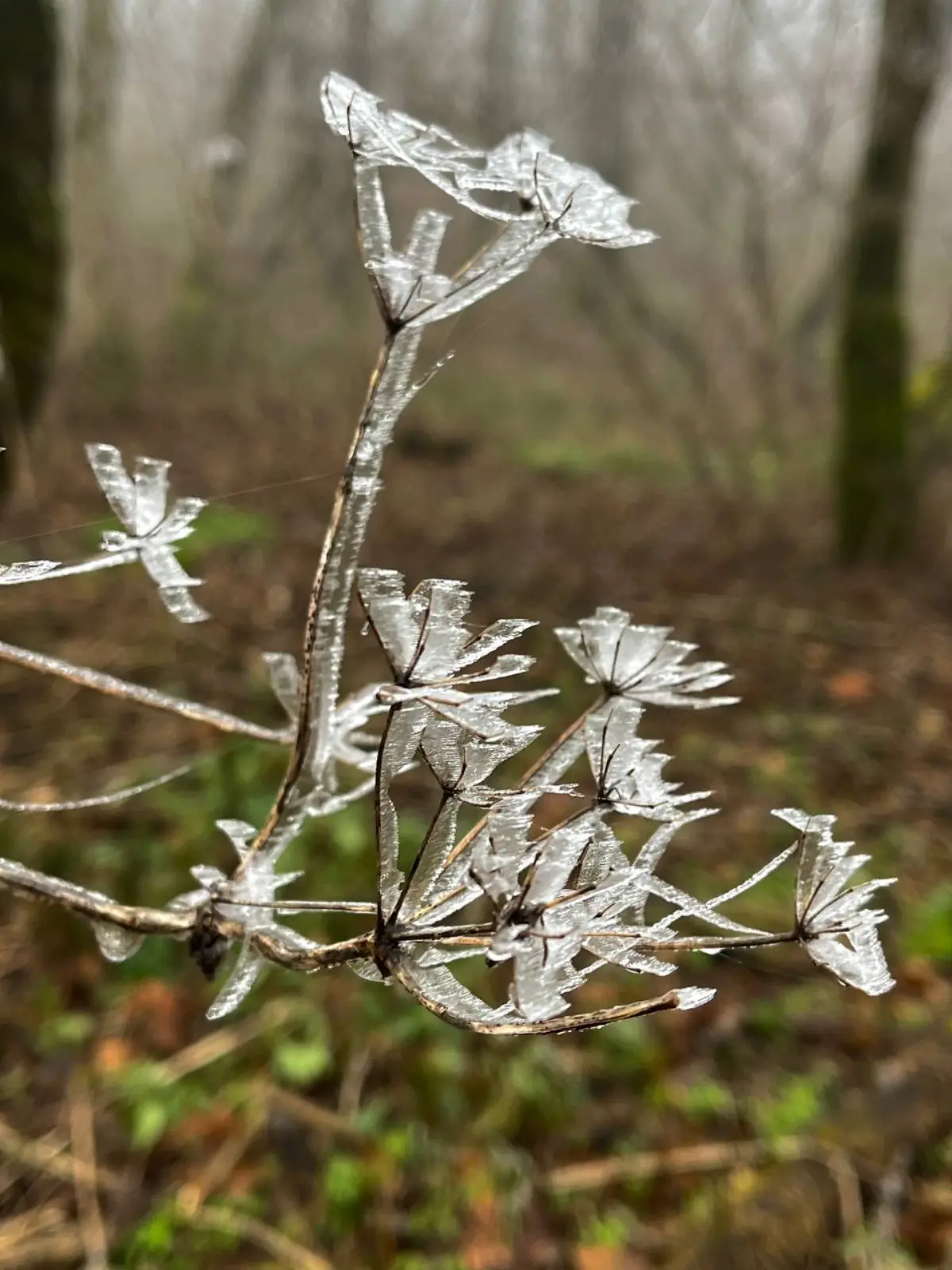 ❄️🧤 Зимнее солнцестояние в Железноводске: встретьте волшебство в уютной квартире!
⭐️ Сегодня — самый короткий день в году, а в 18:03 наступит зимнее солнцестояние! ✨
Представьте: вы только что вернули... | Сетка — социальная сеть от hh.ru