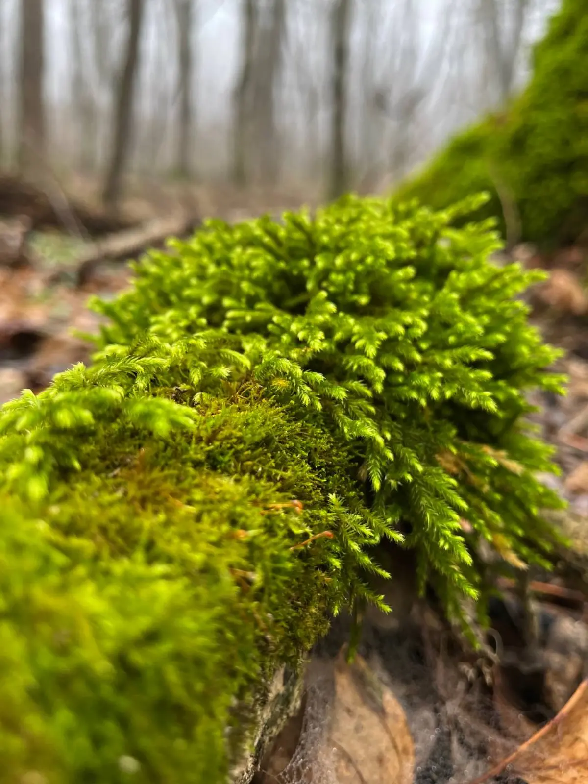 ❄️🧤 Зимнее солнцестояние в Железноводске: встретьте волшебство в уютной квартире!
⭐️ Сегодня — самый короткий день в году, а в 18:03 наступит зимнее солнцестояние! ✨
Представьте: вы только что вернули... | Сетка — социальная сеть от hh.ru